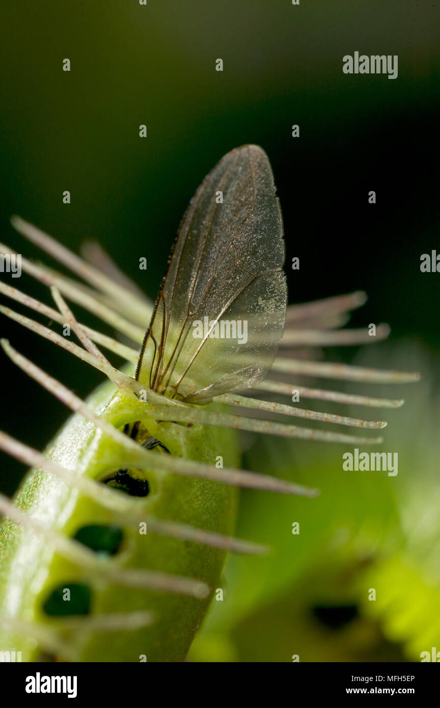 VENUS FLYTRAP with fly Dionaea muscipula Stock Photo