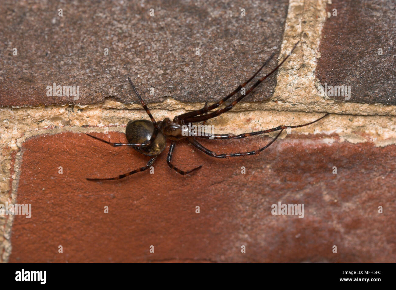 CAVE SPIDER Meta menardi Dwells in caves, sewers and dark tunnels Stock Photo