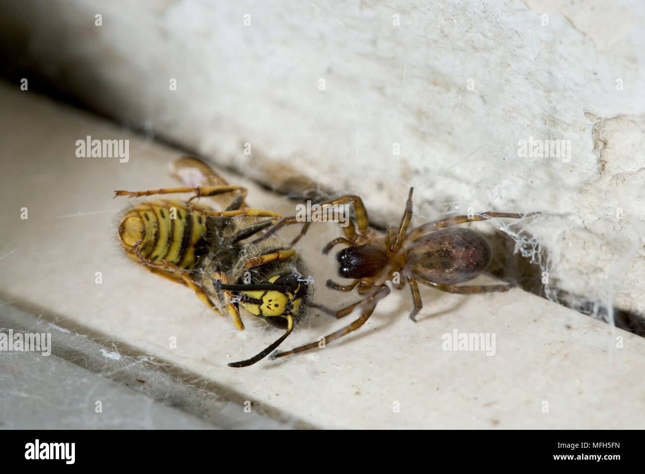 LACE-WEBBED SPIDER Amaurobius similis immobilising wasp prey England Stock Photo
