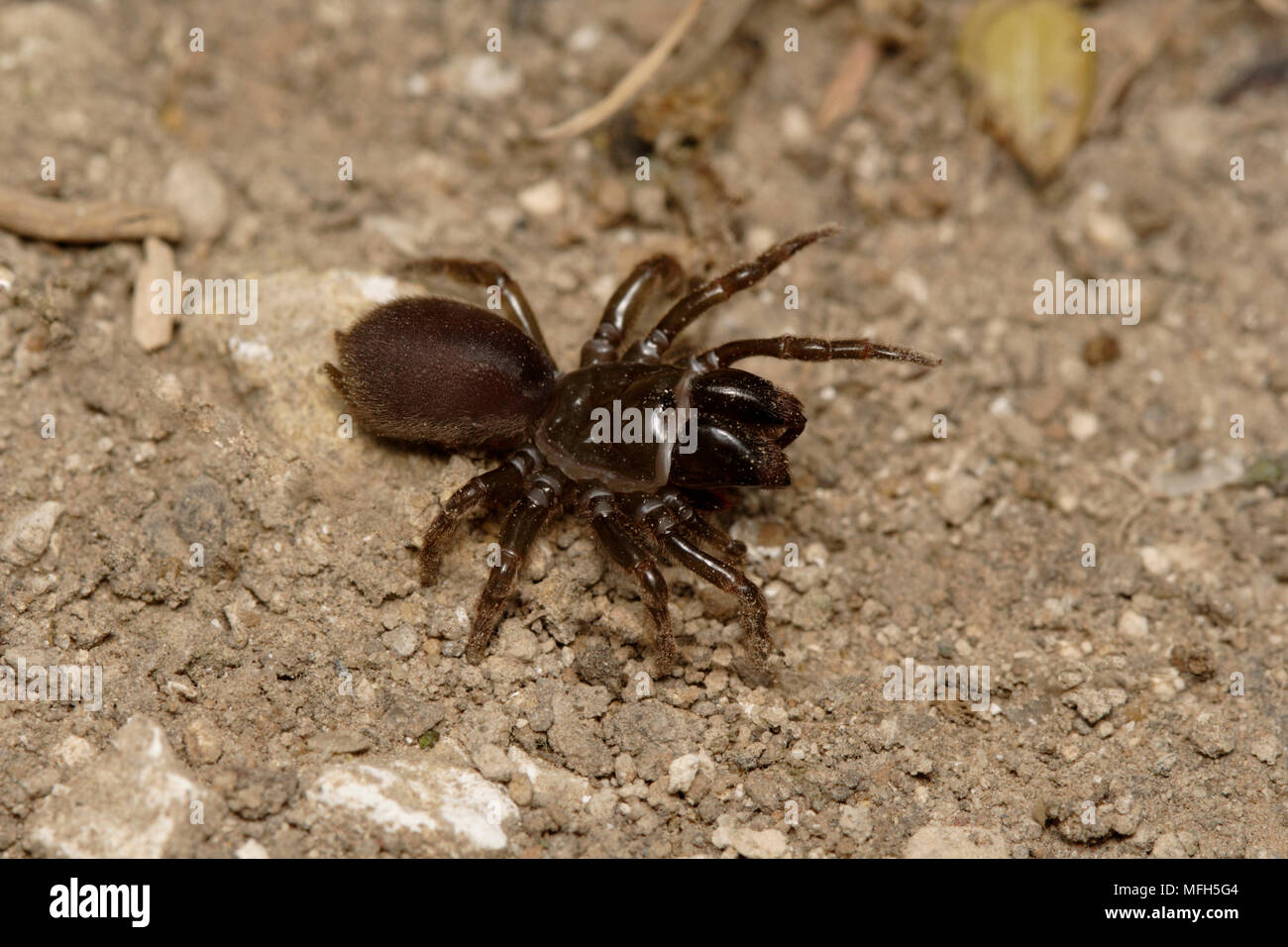 PURSE-WEB SPIDER  Atypus affinis England Stock Photo