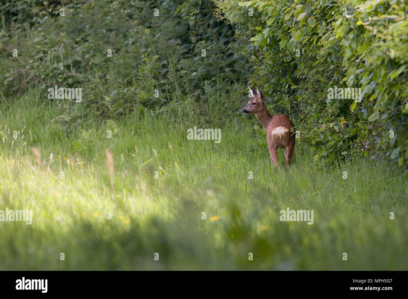 Roe deer woodland hi-res stock photography and images - Alamy