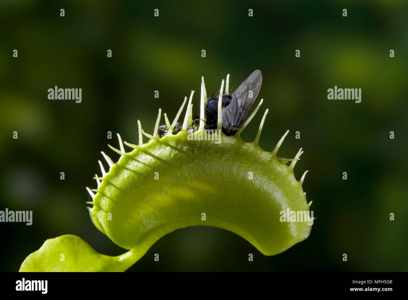 VENUS FLY TRAP with fly prey Stock Photo