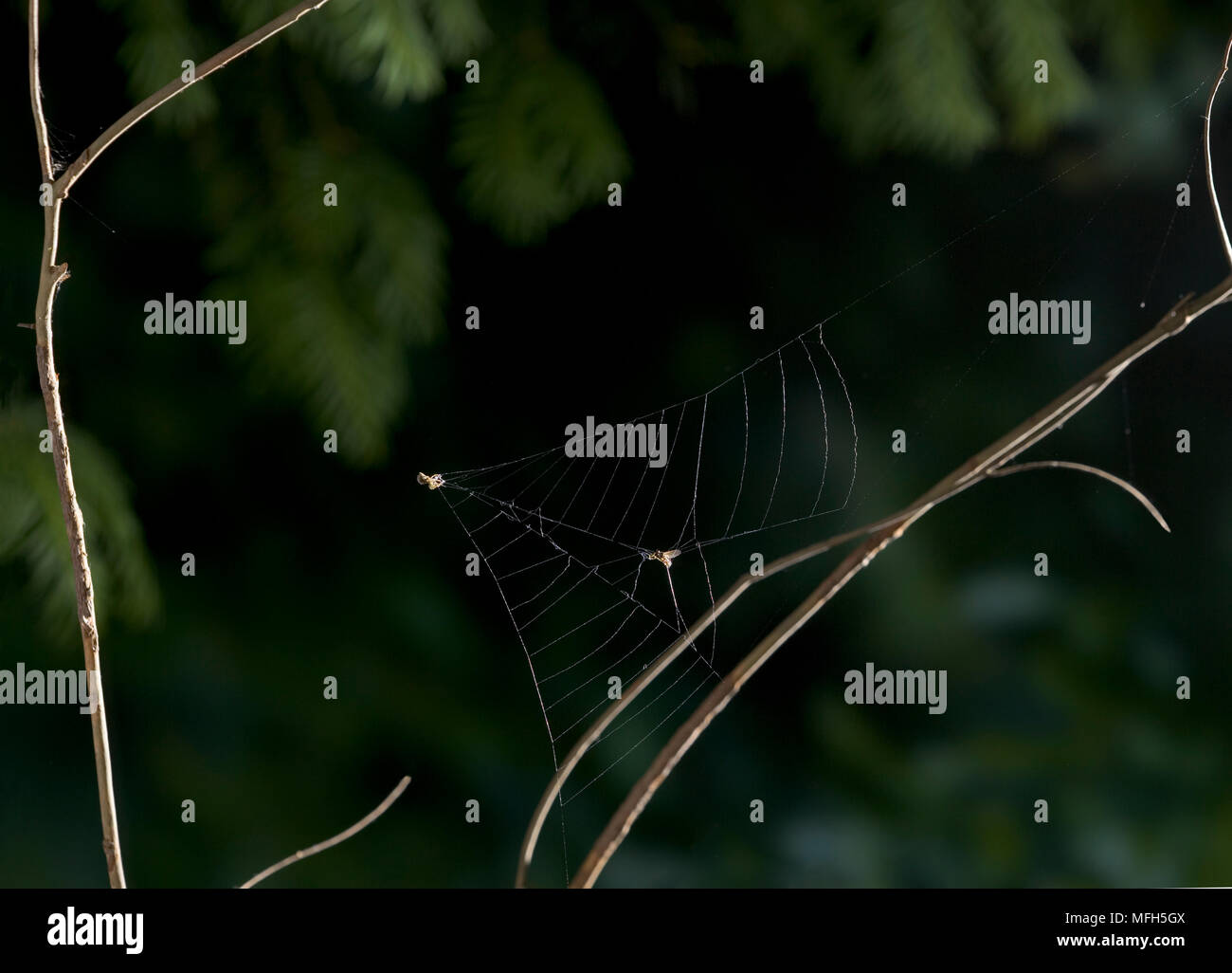 TRIANGLE WEB SPIDER male Hyptiotes paradoxus catching prey by