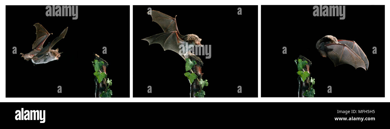 MOUSE-EARED BAT catching cricket sequence Myotis myotis  England Image carries 50% surcharge Stock Photo