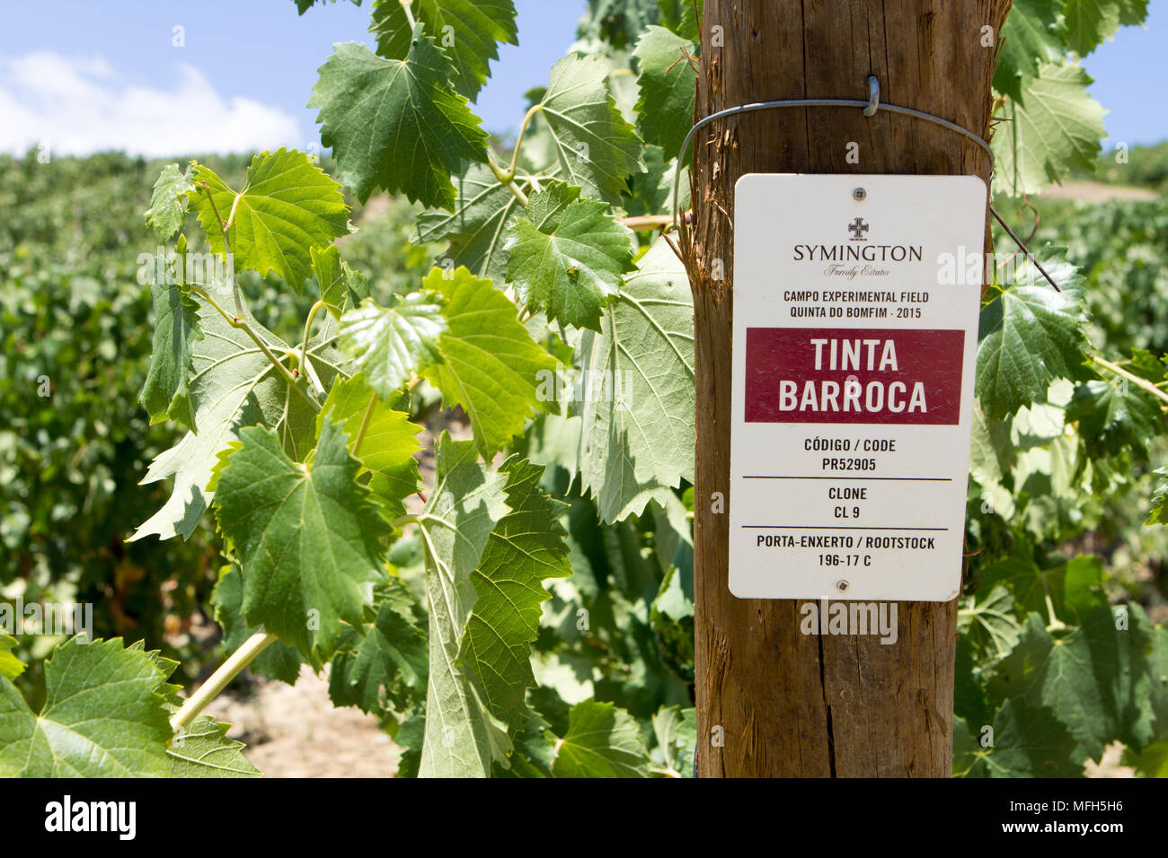 Tinta Barroca grape variety Stock Photo