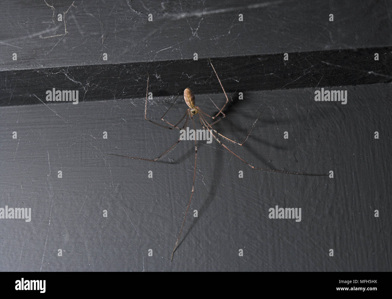 DADDY-LONG-LEGS SPIDER Pholcus phalangioides Sussex, UK Stock Photo - Alamy