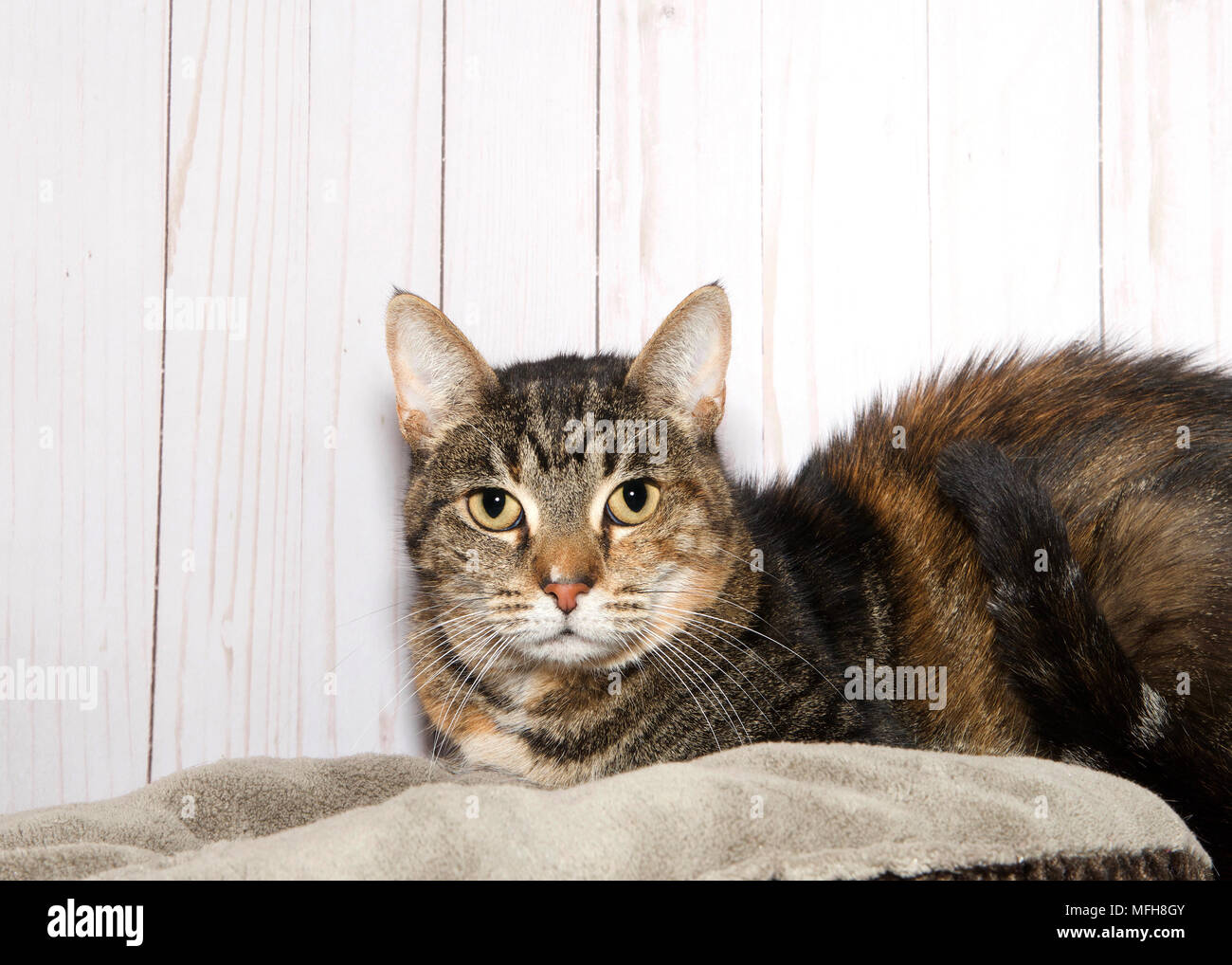 Portrait Of A Black And Brown Tabby Cat Laying On A Bed Light Wood Background Looking Directly At Viewer Copy Space Stock Photo Alamy
