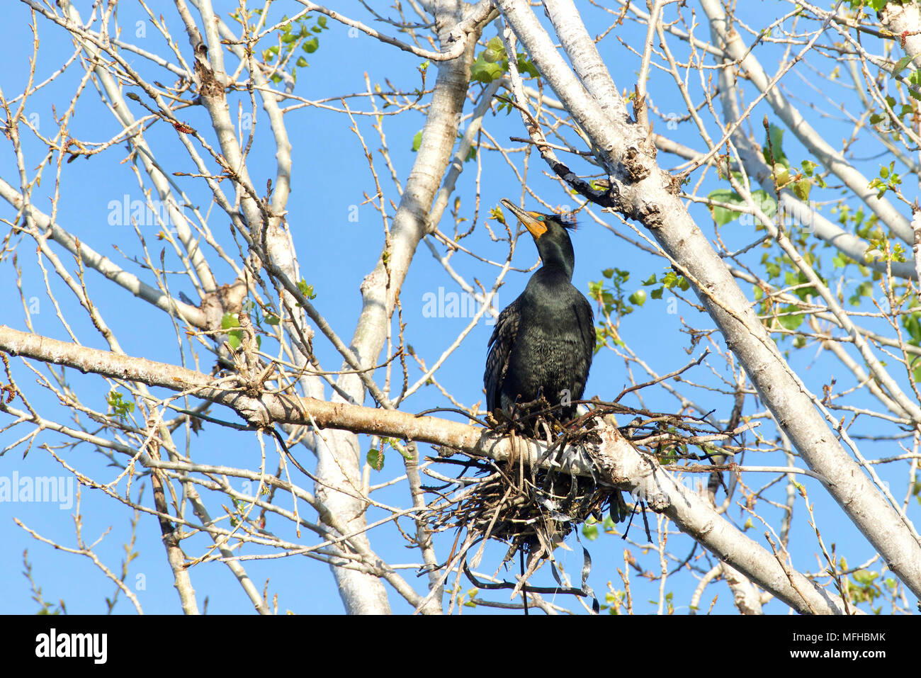 double crested cormorant nesting in the top of leaf barren tree. Once ...