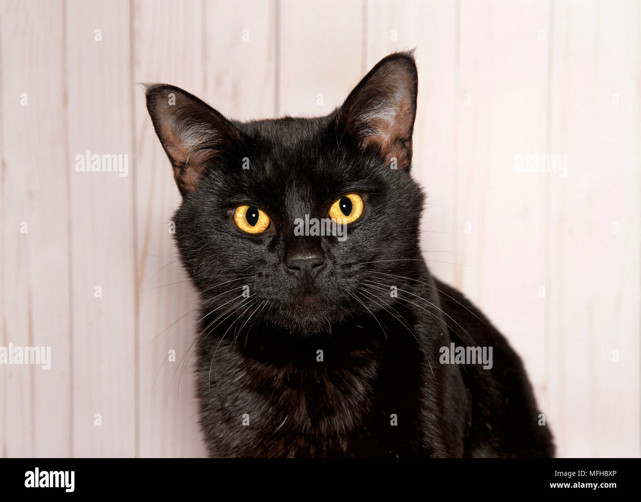Black cat hi-res stock photography and images - Page 3 - Alamy