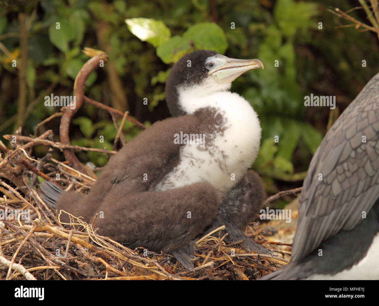 Baby Cormorant Bird