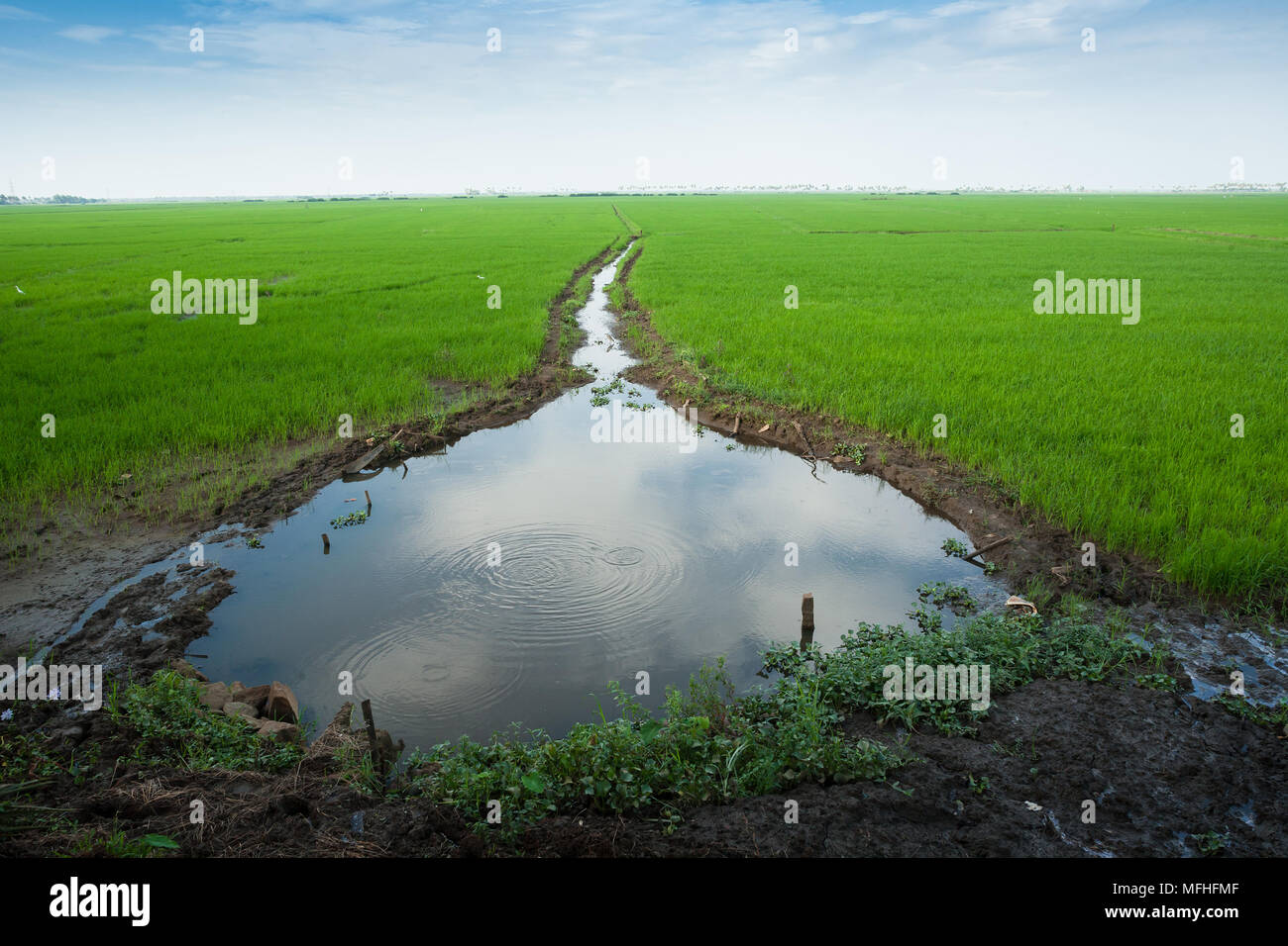 Kuttanad in kerala hi-res stock photography and images - Alamy
