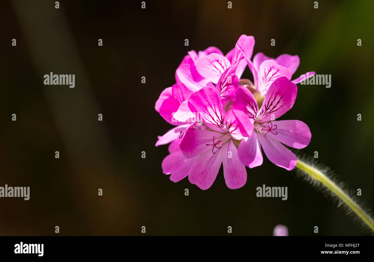 Citronella geranium flower, natural mosquito repellent, on black