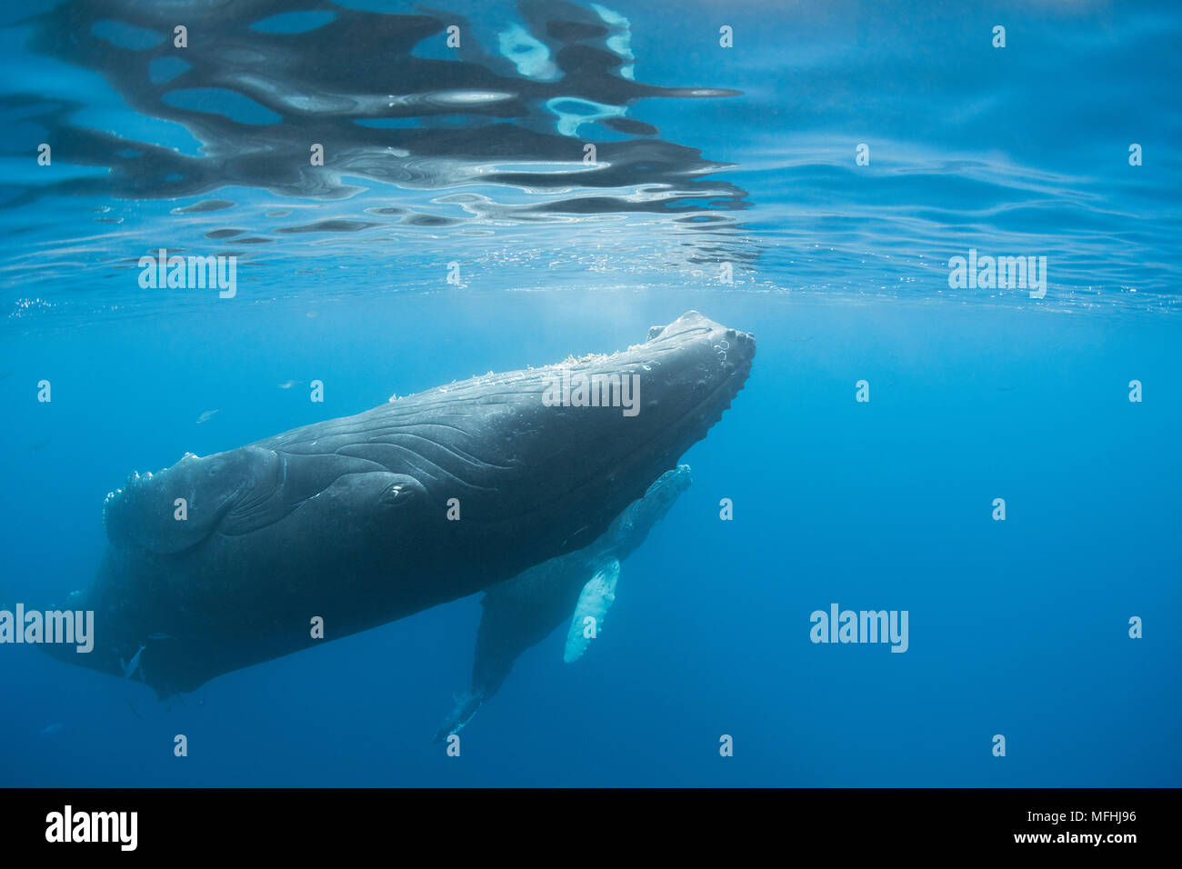 humpback whale, Megaptera novaeangliae, female (swimming upside down) with calf, A'u A'u Channel, off West Maui, Hawaii, Hawaii Humpback Whale Nationa Stock Photo