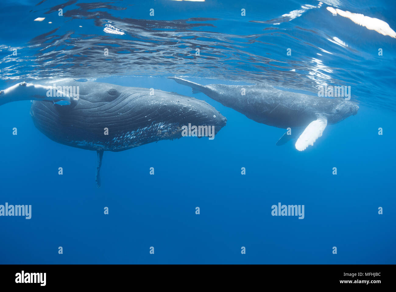 humpback whales, Megaptera novaeangliae, mother and calf; mother is accompanied by leatherbacks or doublespotted queenfish, Scomberoides lysan, which  Stock Photo