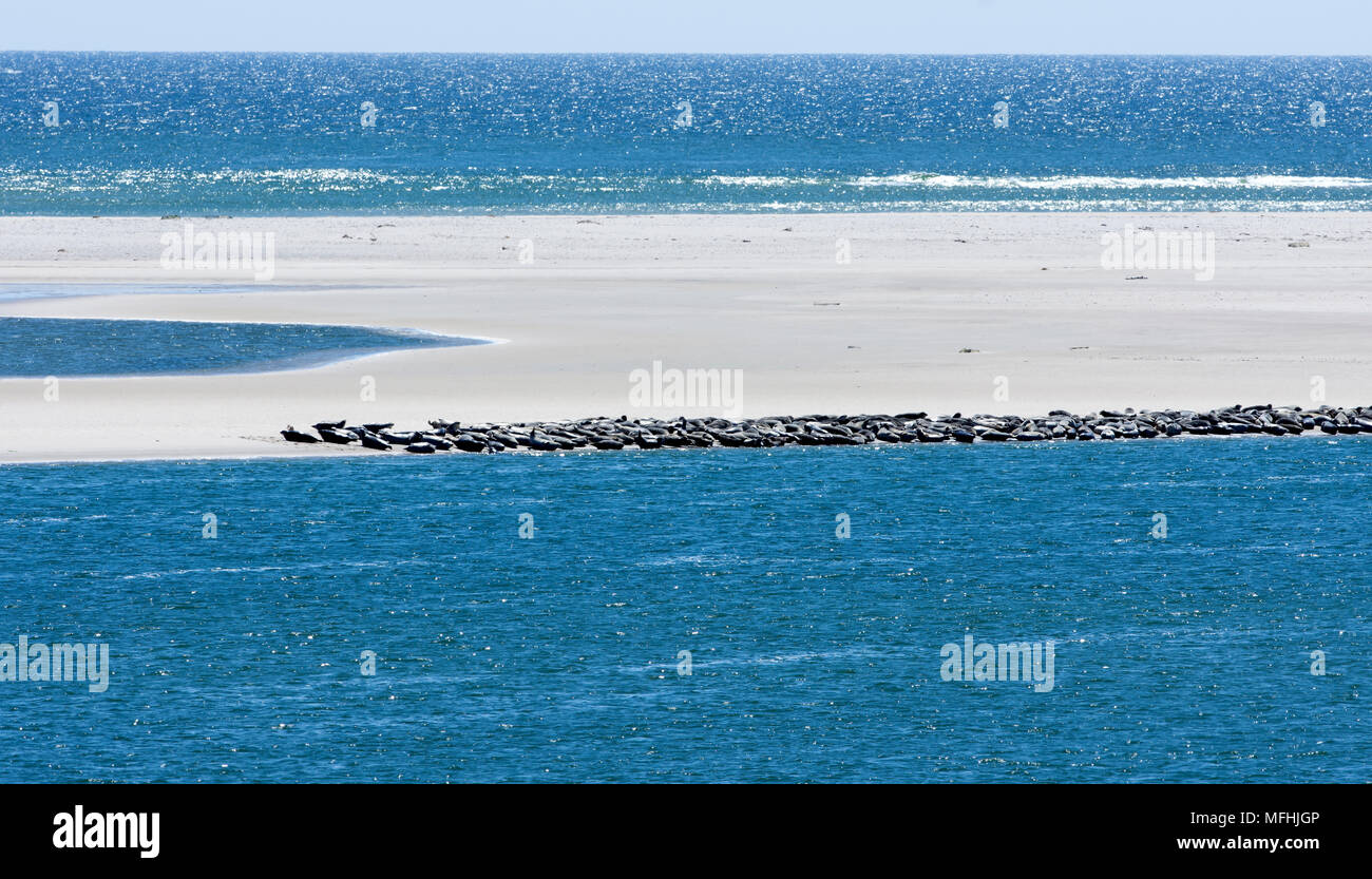Grey Seals, sunbathing on a sandbar in Chatham, Massachusetts on a warm spring day.  Cape Cod, USA Stock Photo