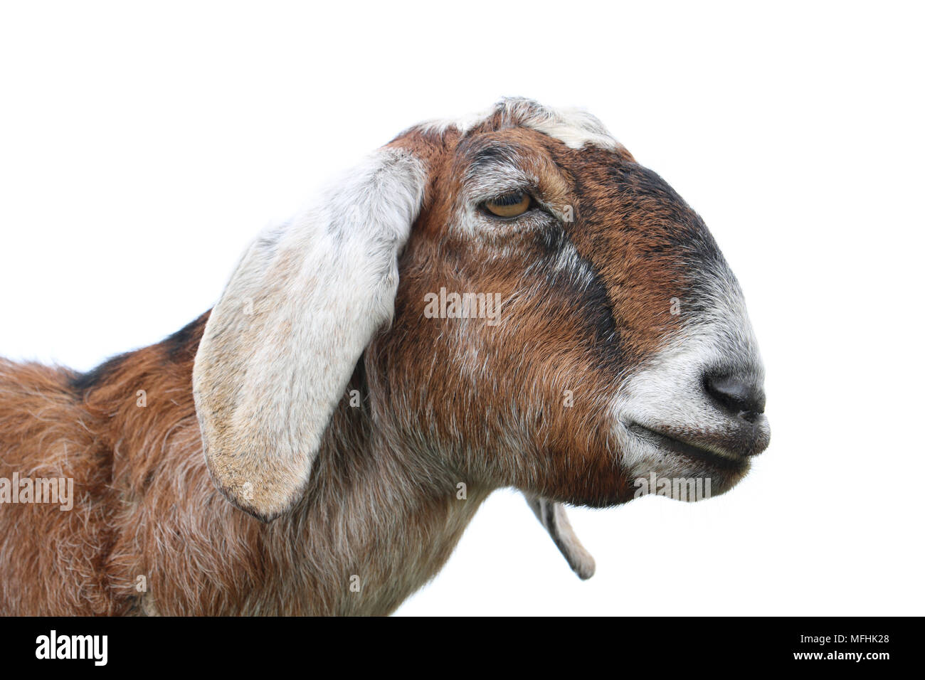A goat closeup with white background.  The goat is highly detailed with an open eye, closed mouth and long ears. Stock Photo