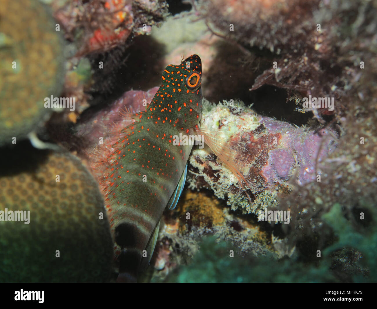 Red-spotted Hawkfish (Amblycirrhitus pinos). OLYMPUS DIGITAL CAMERA with 60mm macro lens. off the coast of Petit St Vincent in the Grenadines Stock Photo