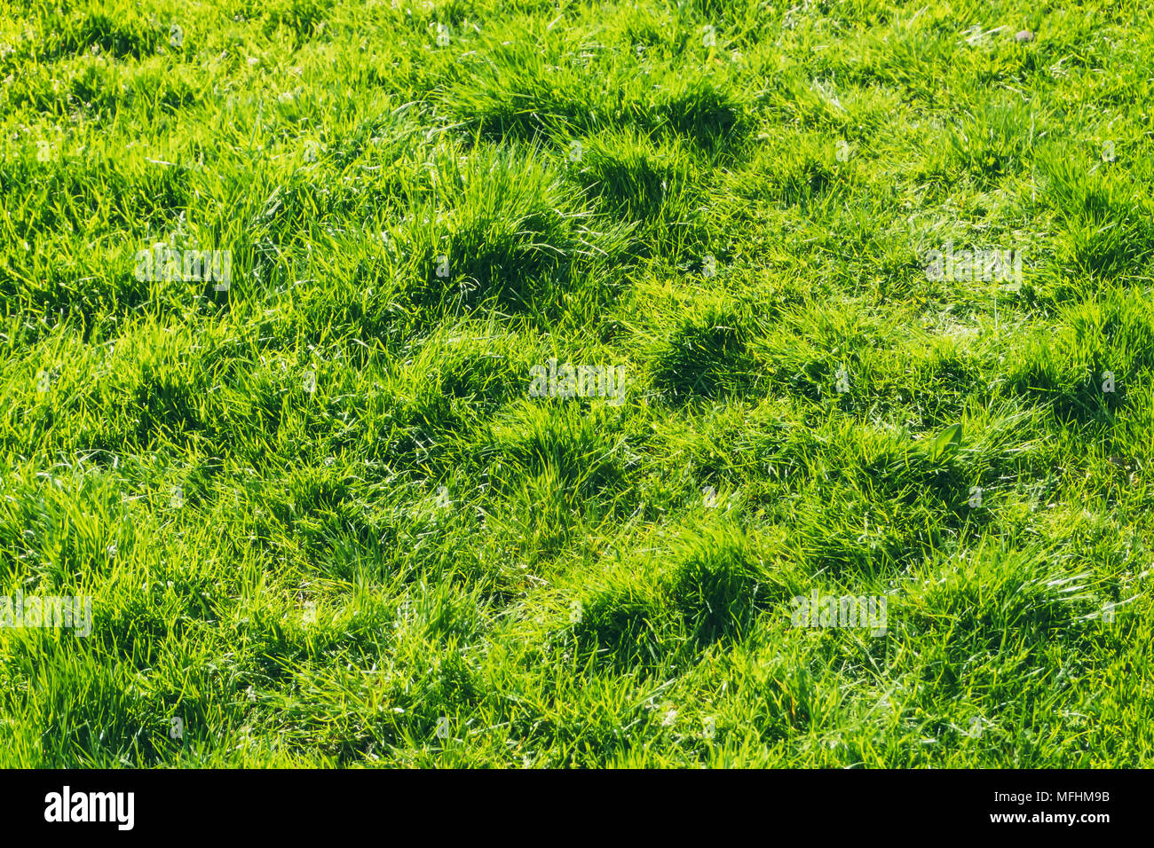 Tufts Stock Photos & Tufts Stock Images Alamy