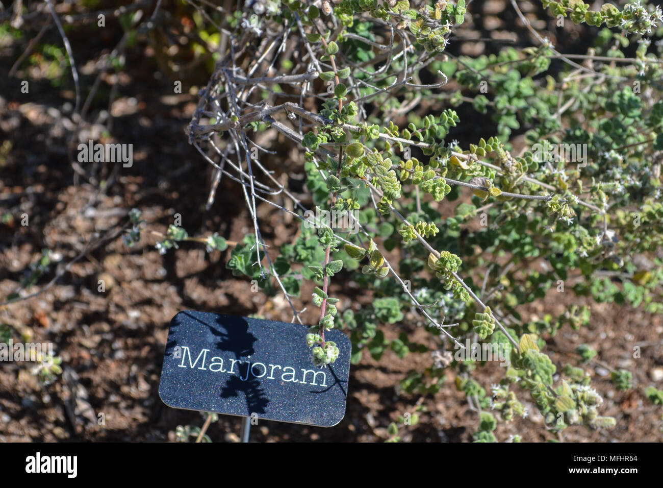 The gardens in San Clemente. Visit Casa Romanica and the herb garden. Horticulture is alive and delicious! Stock Photo