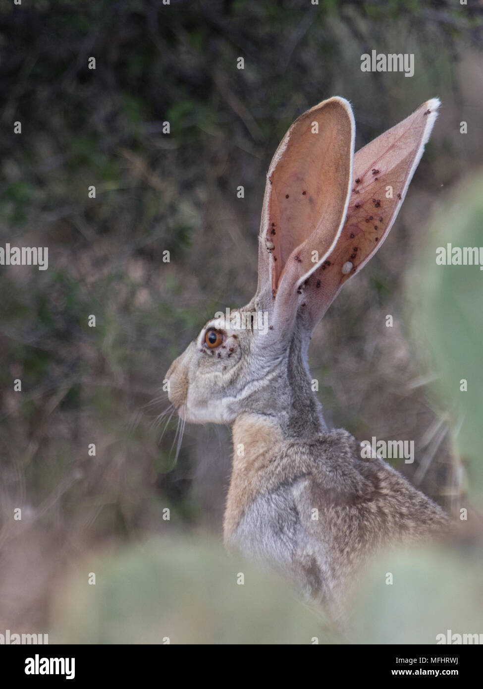 An antelope jackrabbit in the Sonoran desert and infested with ticks. Stock Photo