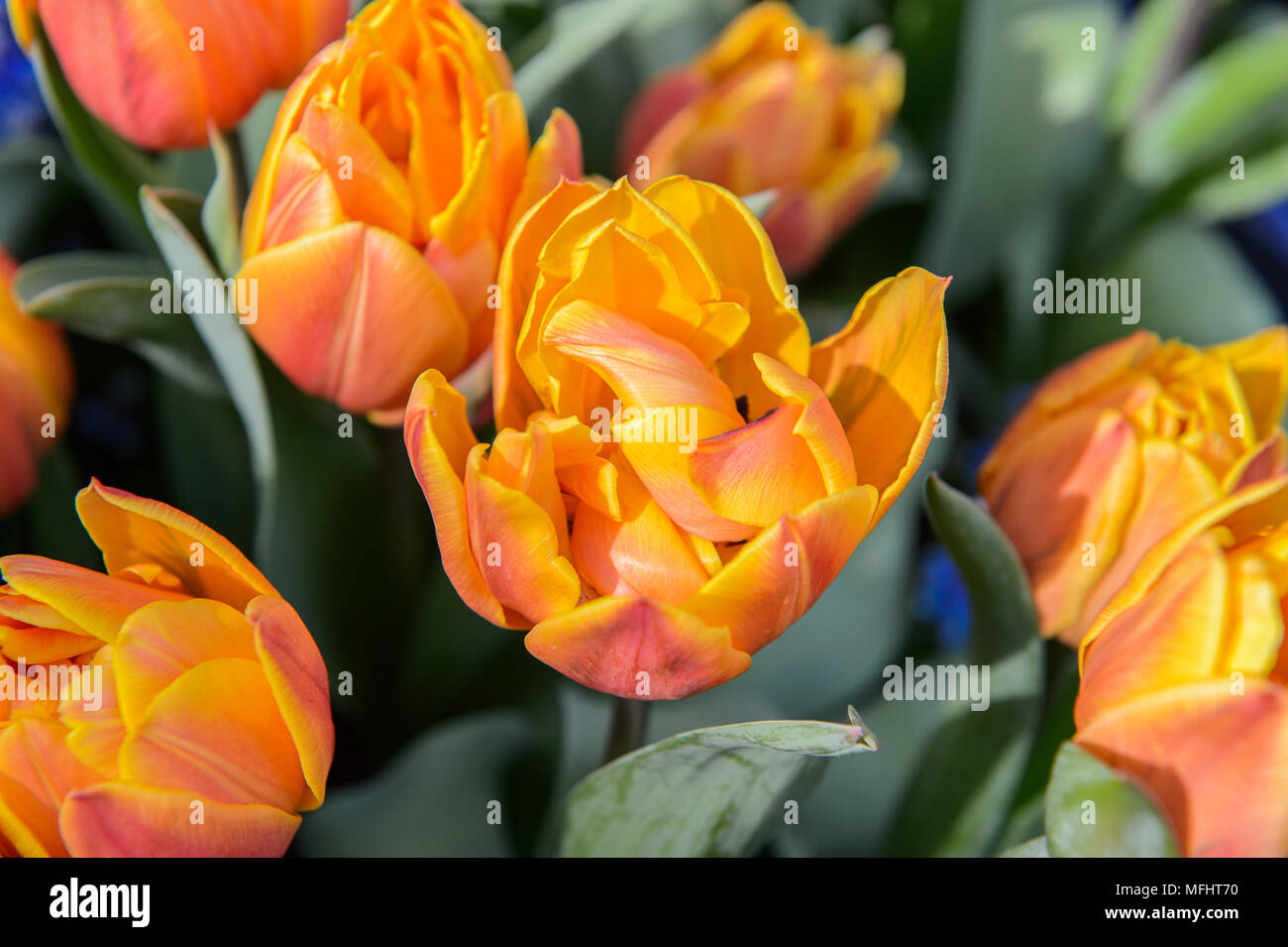 Tulips in the Keukenhof park in Netherlands Stock Photo - Alamy