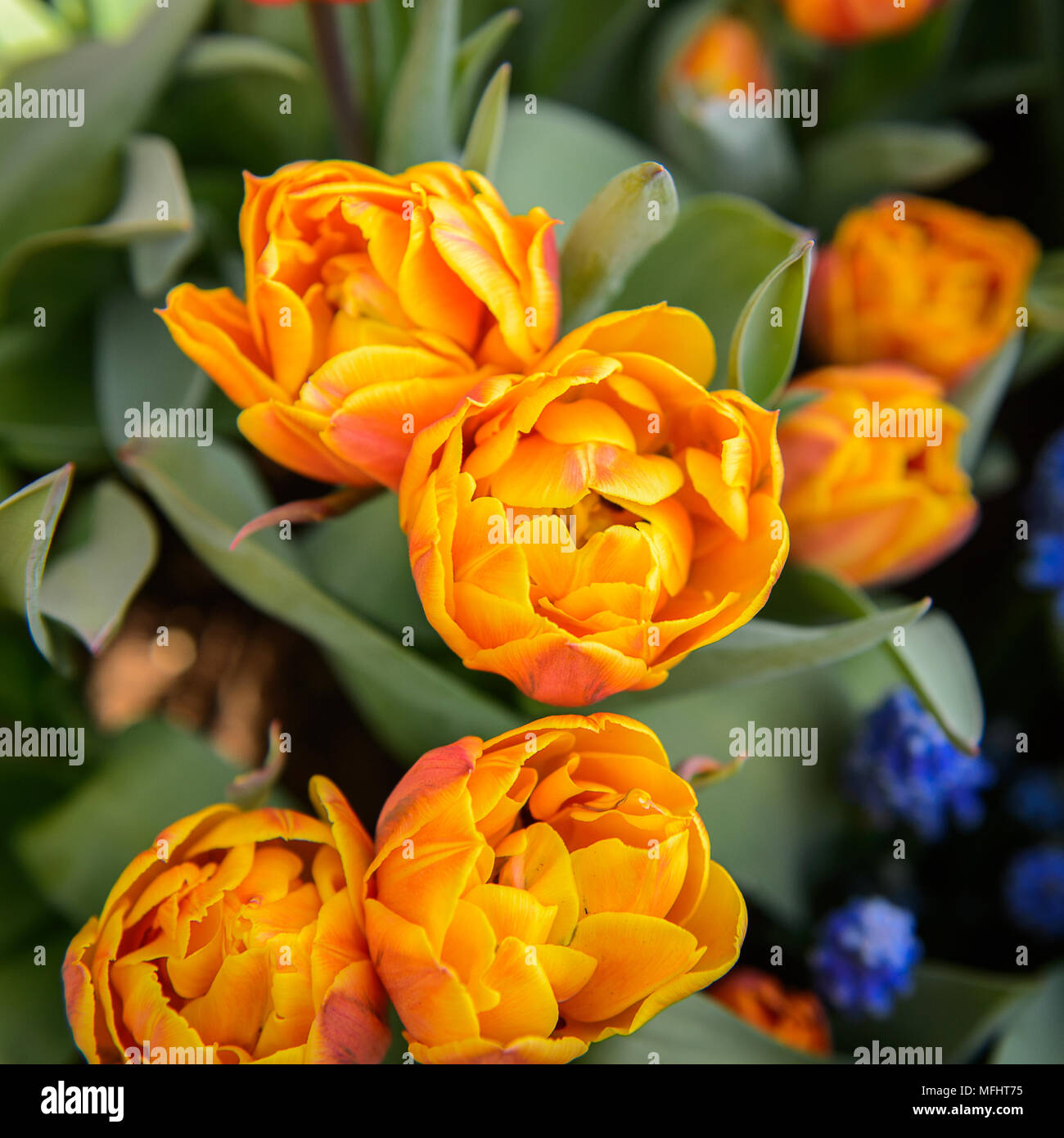 Tulips in the Keukenhof park in Netherlands Stock Photo - Alamy