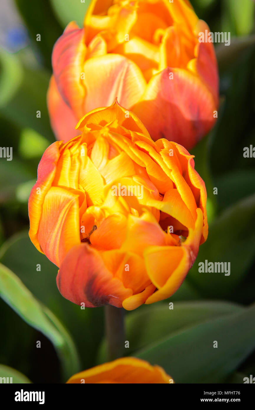 Tulips in the Keukenhof park in Netherlands Stock Photo - Alamy