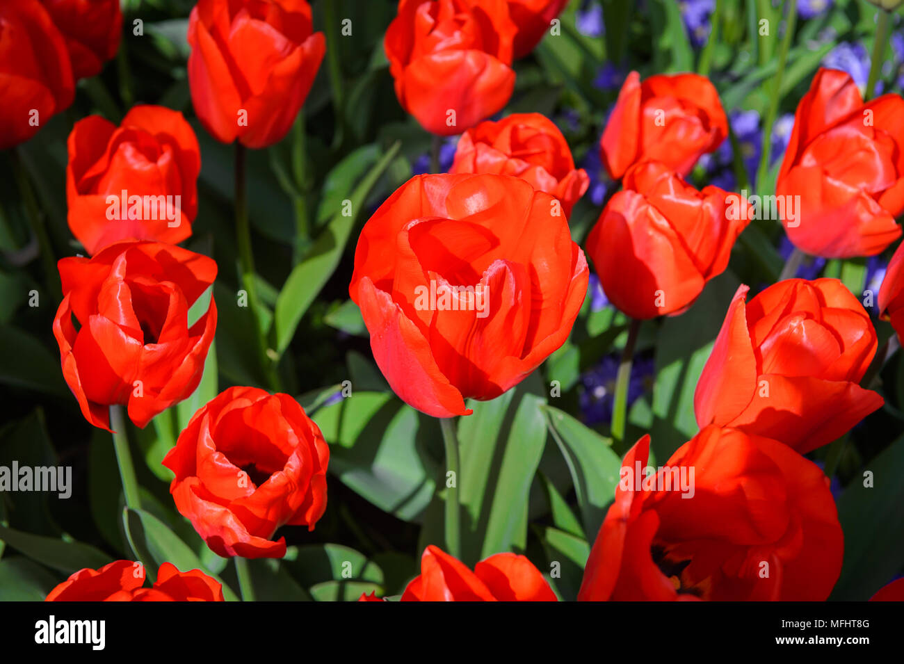 Red tulips in the Keukenhof park in Netherlands Stock Photo - Alamy