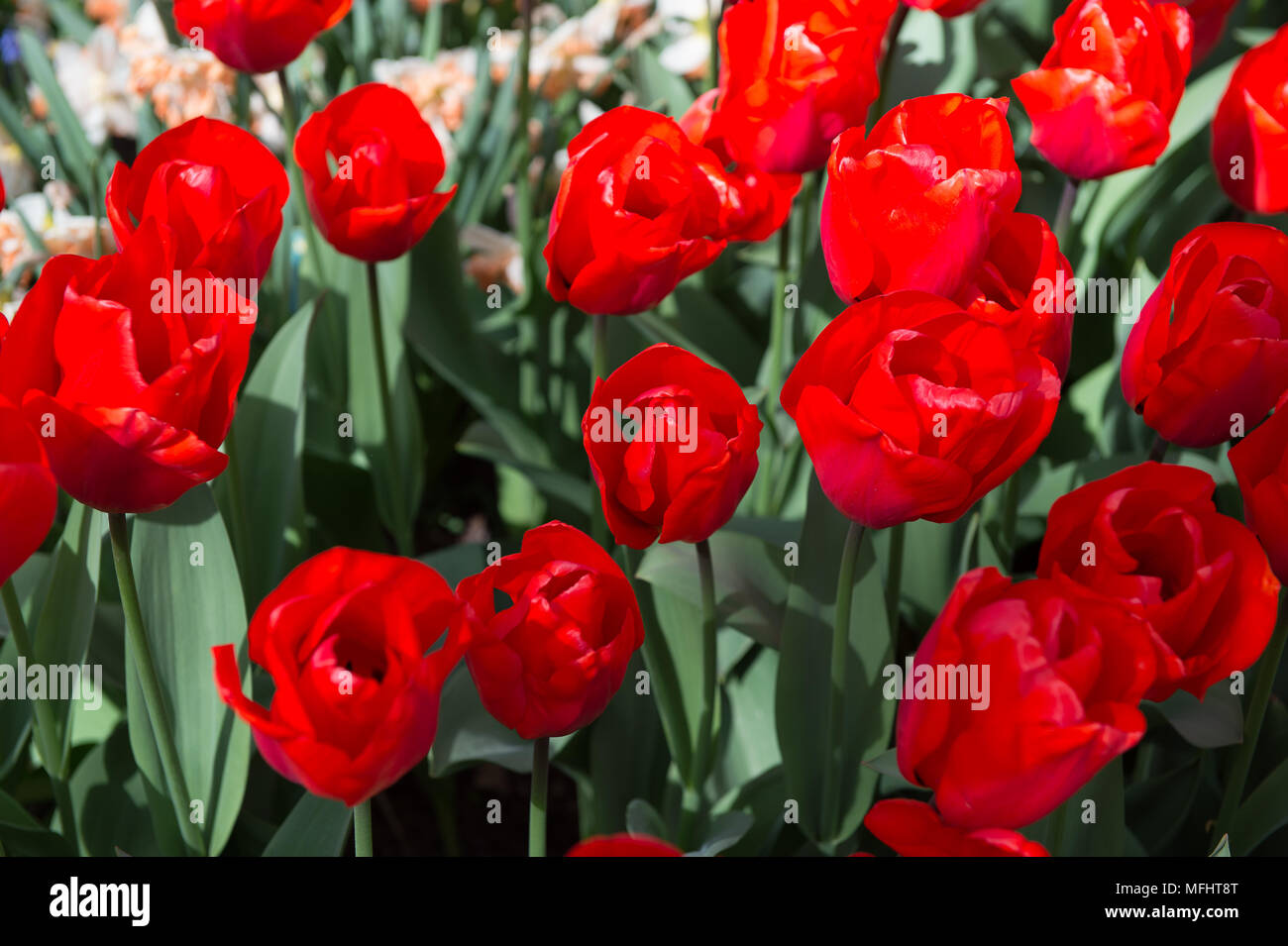 Red tulips in the Keukenhof park in Netherlands Stock Photo - Alamy