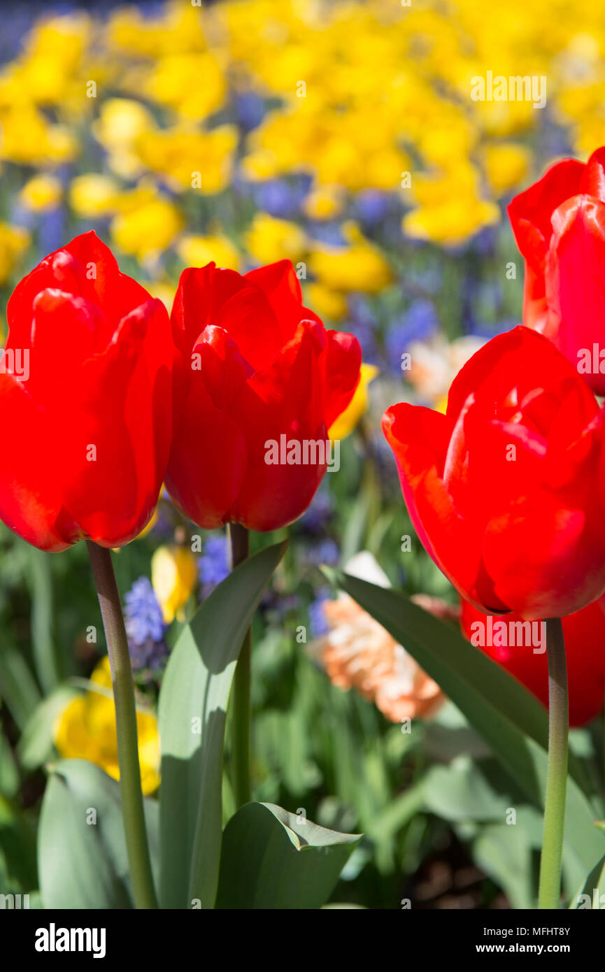Ruehling Ruffle Top Tuxedo Park Tulips