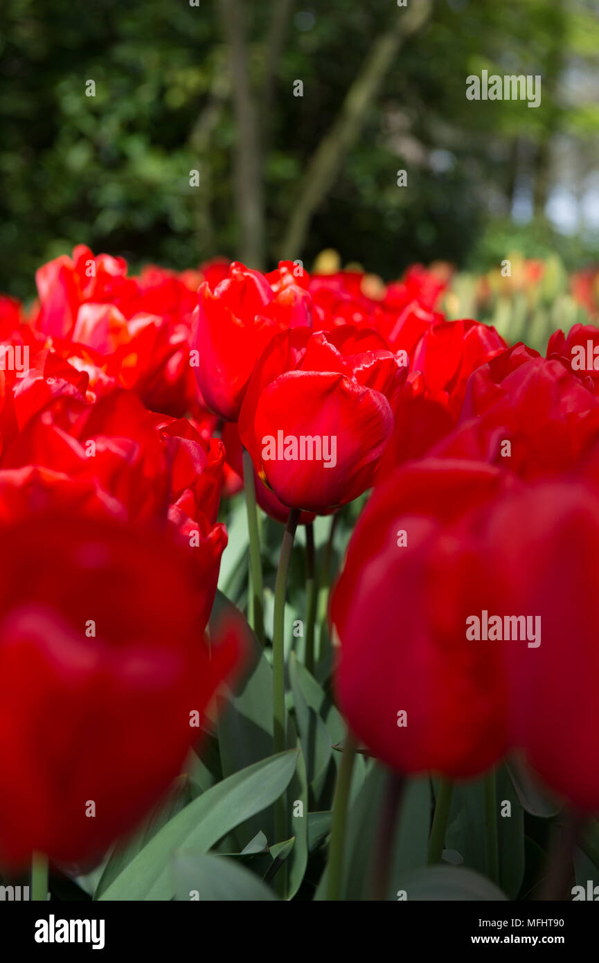 Red tulips in the Keukenhof park in Netherlands Stock Photo - Alamy