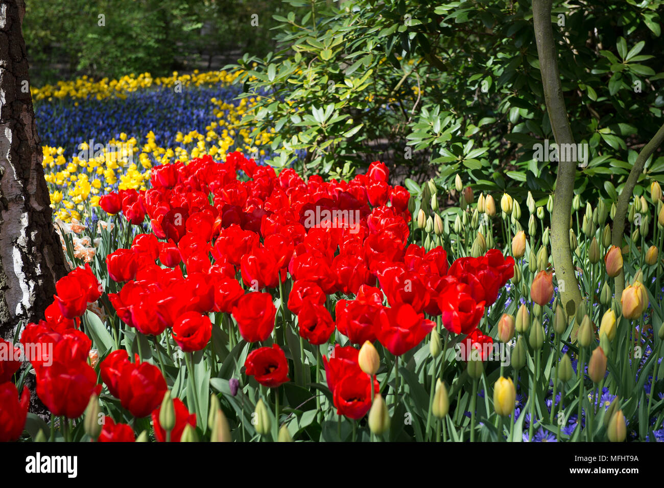 Red tulips in the Keukenhof park in Netherlands Stock Photo - Alamy