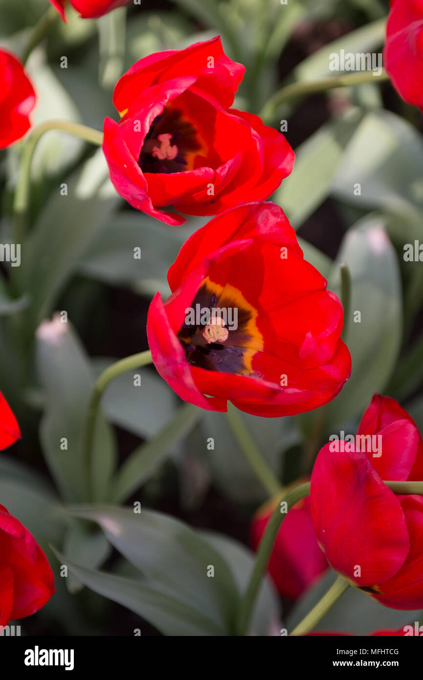 Seasonal Red tulips in the Keukenhof park in Netherlands Stock Photo ...