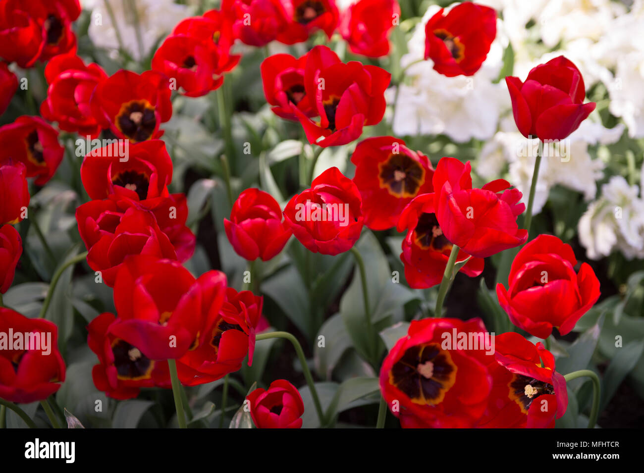 Seasonal Red tulips in the Keukenhof park in Netherlands Stock Photo ...