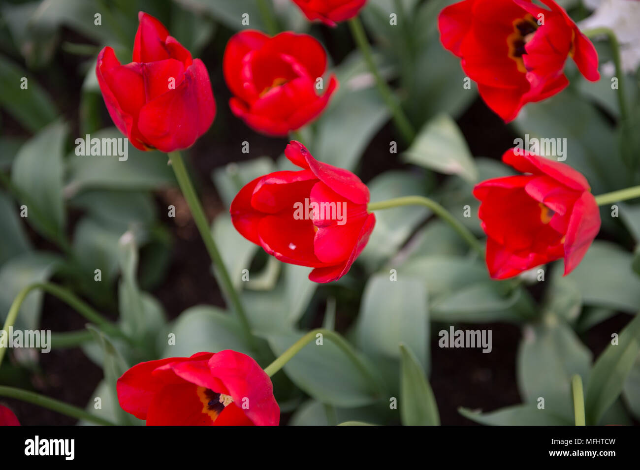 Seasonal Red tulips in the Keukenhof park in Netherlands Stock Photo ...