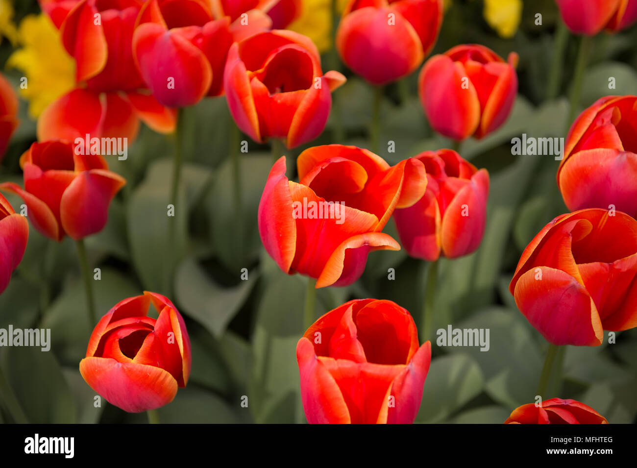 Red tulips in the Keukenhof park in Netherlands Stock Photo - Alamy