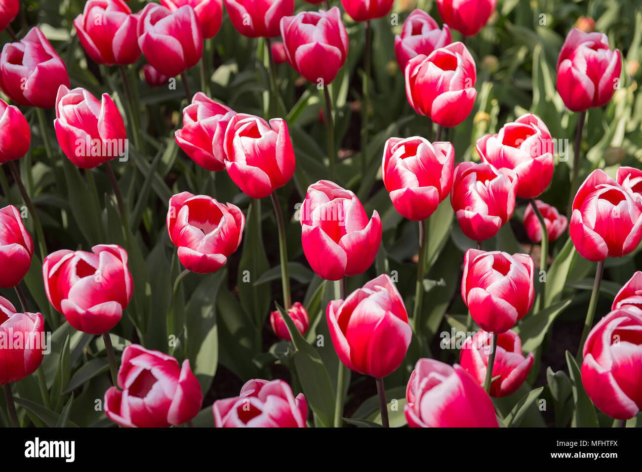 Pink and white tulips in the Keukenhof park in Netherlands Stock Photo ...