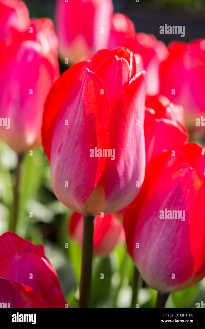 Pink tulips in the Keukenhof park in Netherlands Stock Photo - Alamy