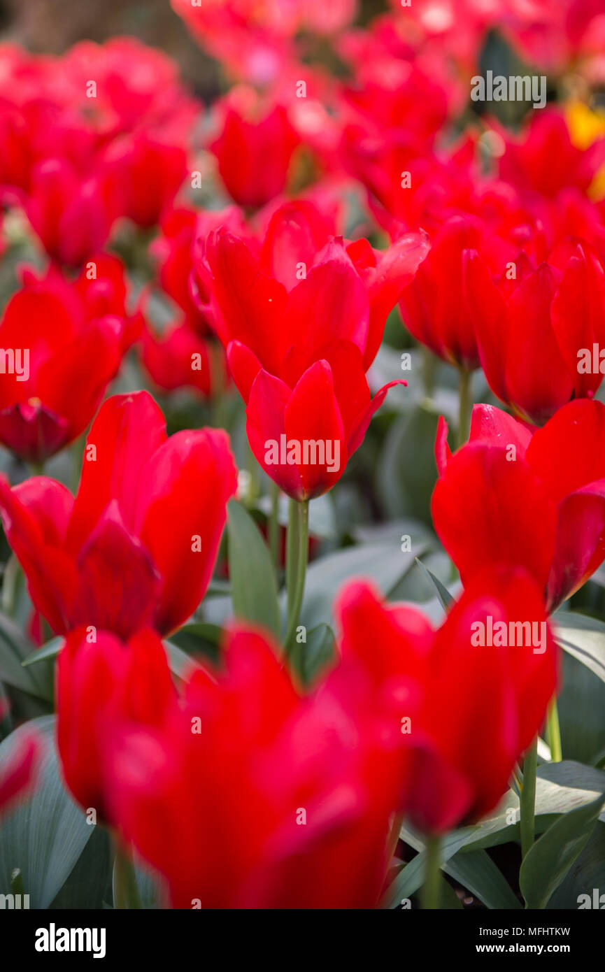 Tulips in the Keukenhof park in Netherlands Stock Photo - Alamy