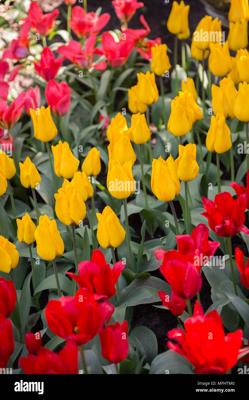 Tulips in the Keukenhof park in Netherlands Stock Photo - Alamy