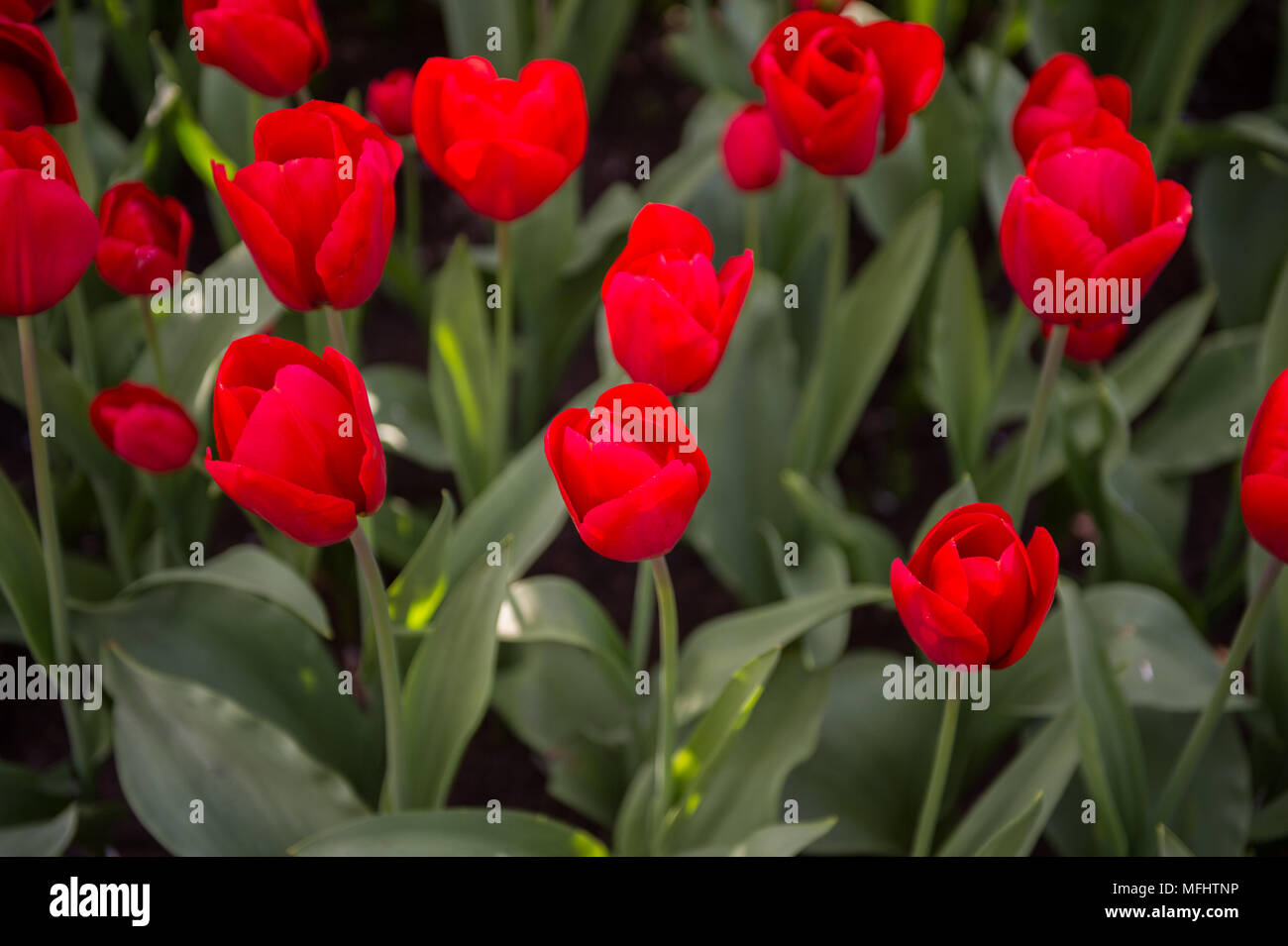 Red tulips in the Keukenhof park in Netherlands Stock Photo - Alamy