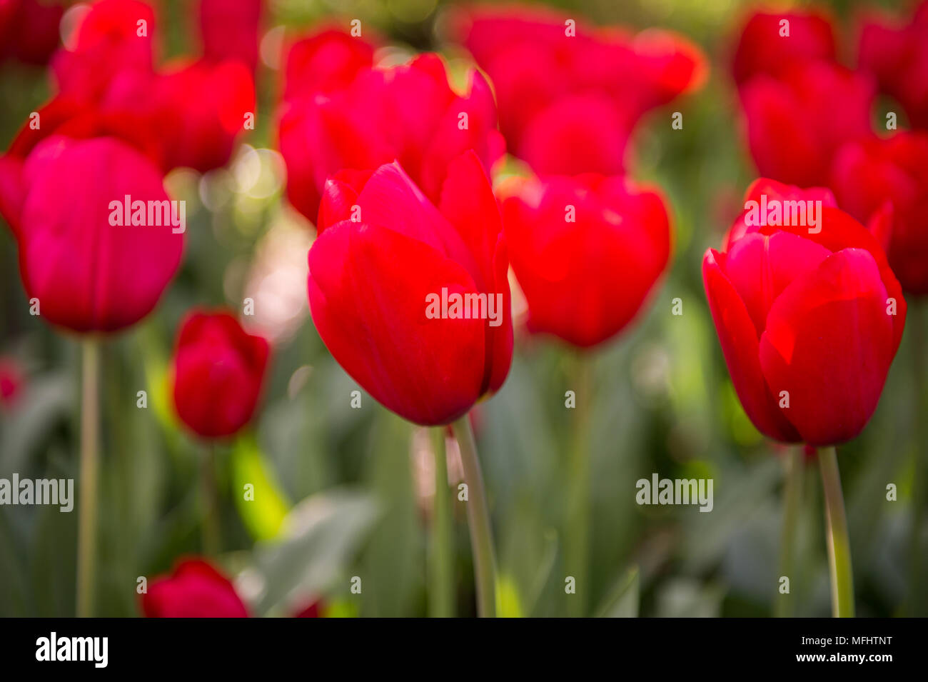 Red tulips in the Keukenhof park in Netherlands Stock Photo - Alamy