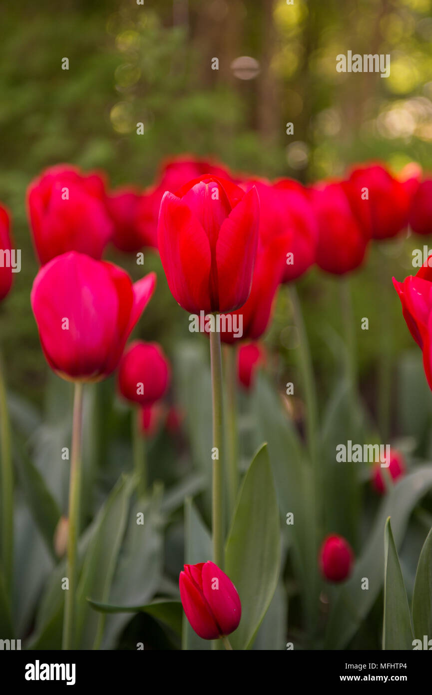 Red tulips in the Keukenhof park in Netherlands Stock Photo - Alamy
