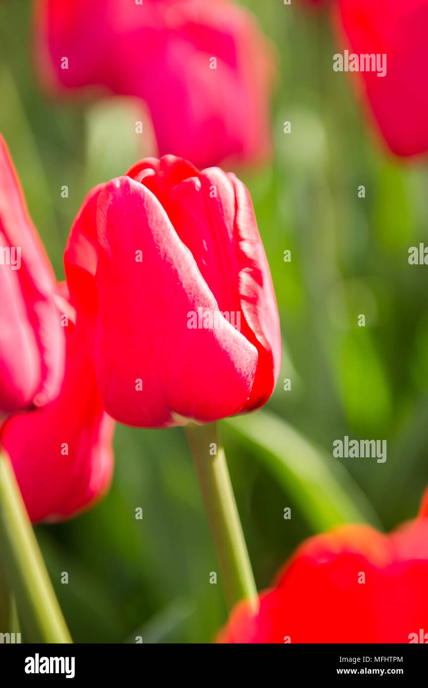 Red tulips in the Keukenhof park in Netherlands Stock Photo - Alamy