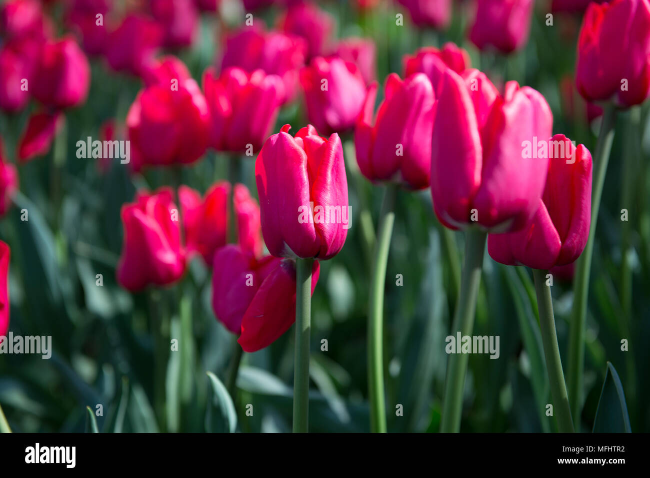 Violet tulips in the Keukenhof park in Netherlands Stock Photo - Alamy