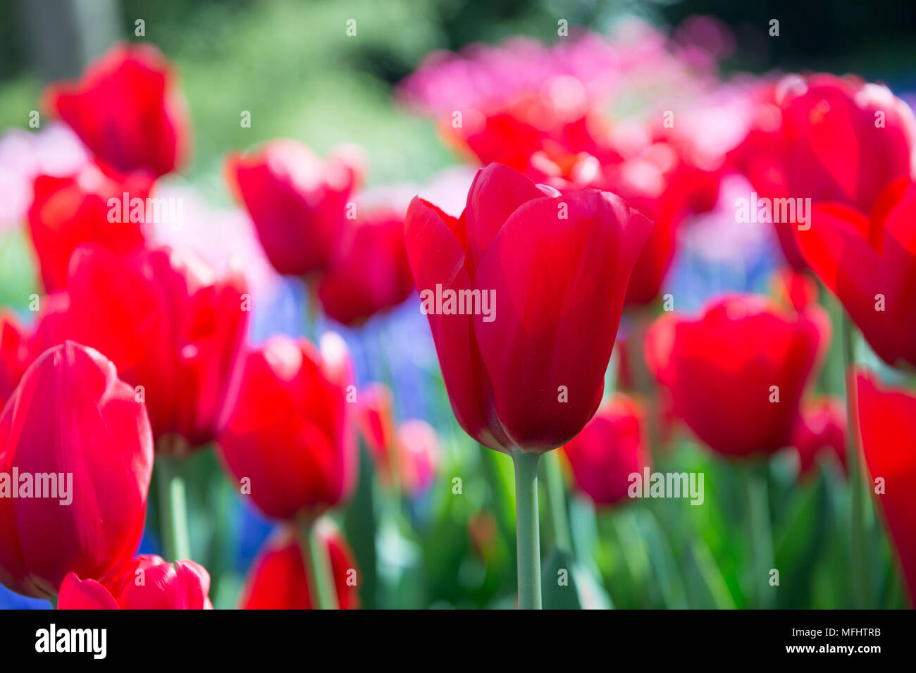 Red tulips in the Keukenhof park in Netherlands Stock Photo - Alamy