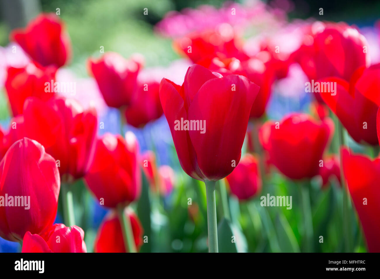 Red tulips in the Keukenhof park in Netherlands Stock Photo - Alamy