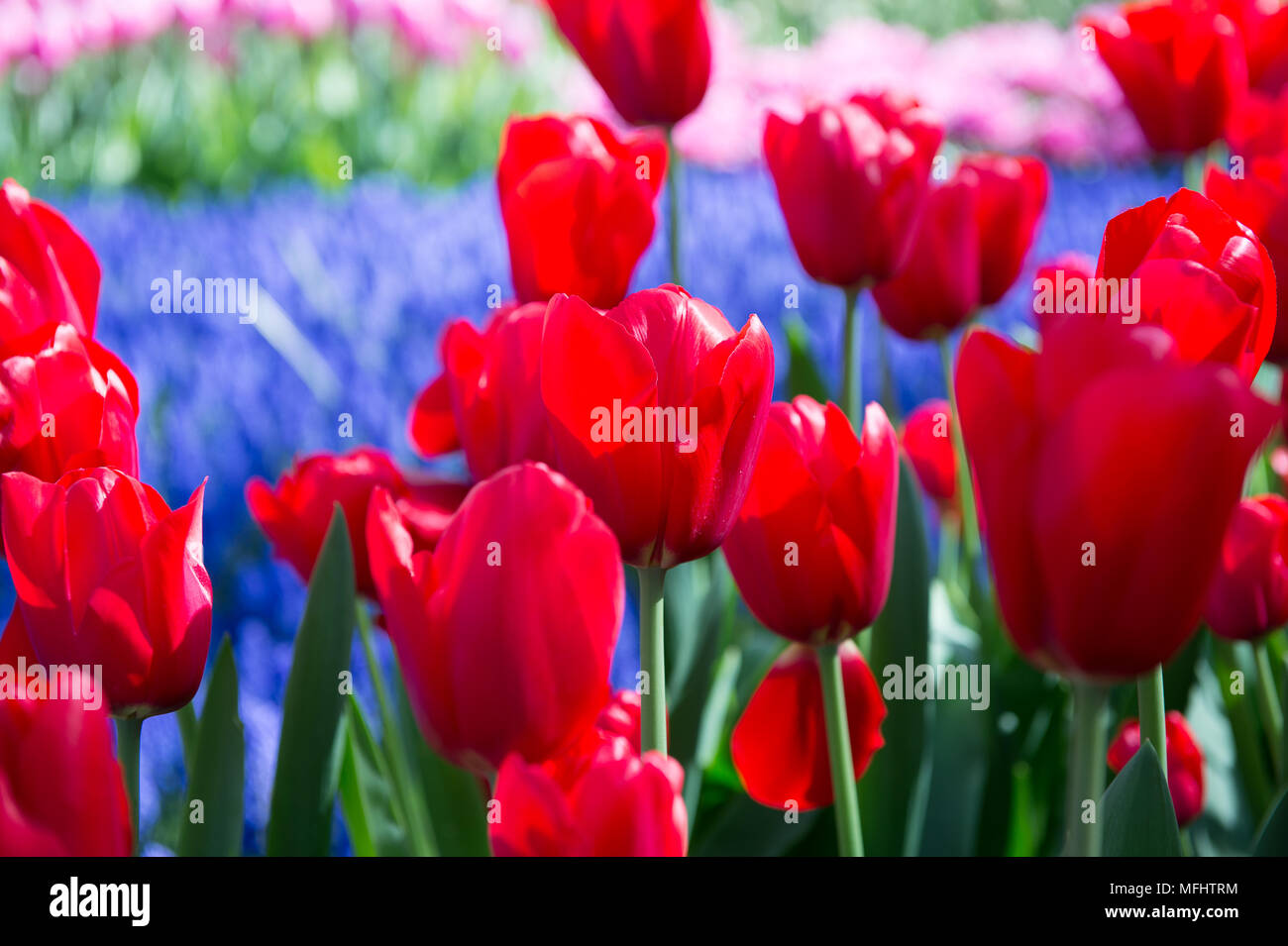 Red tulips in the Keukenhof park in Netherlands Stock Photo - Alamy