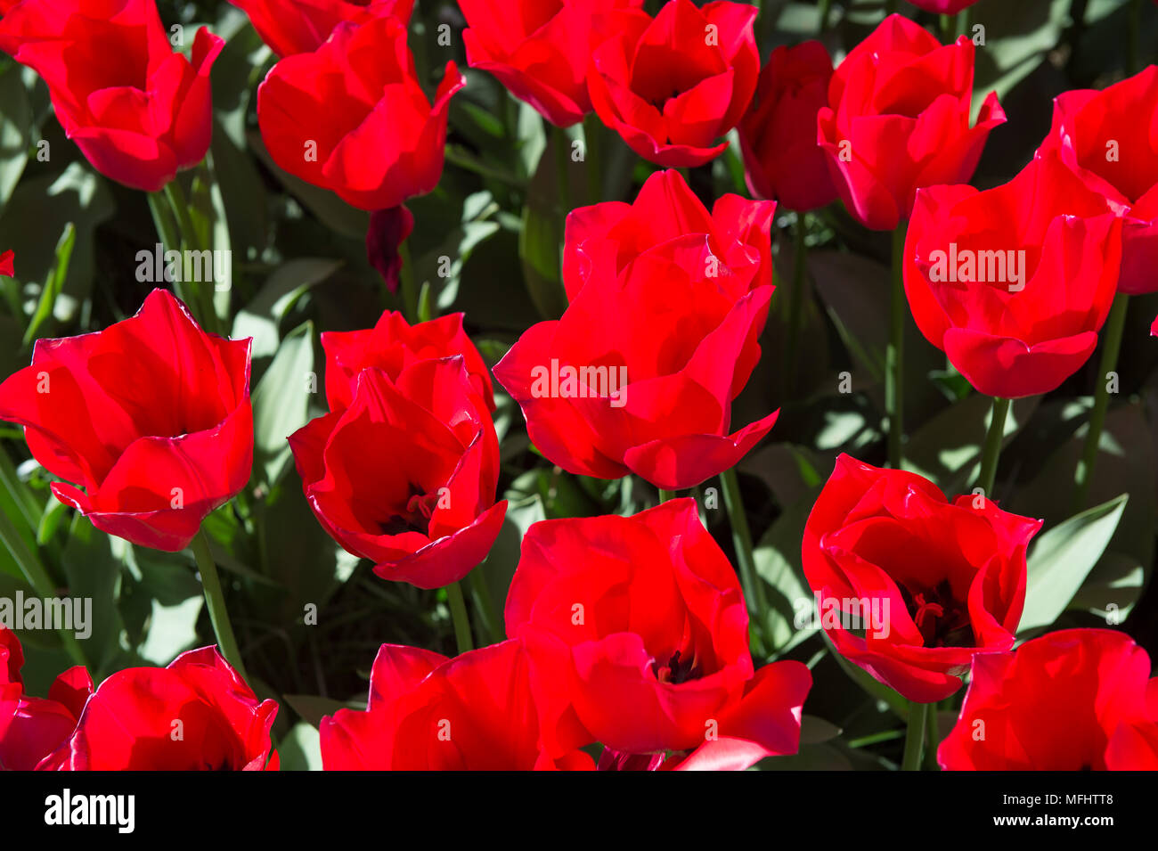 Pink tulips in the Keukenhof park in Netherlands Stock Photo - Alamy