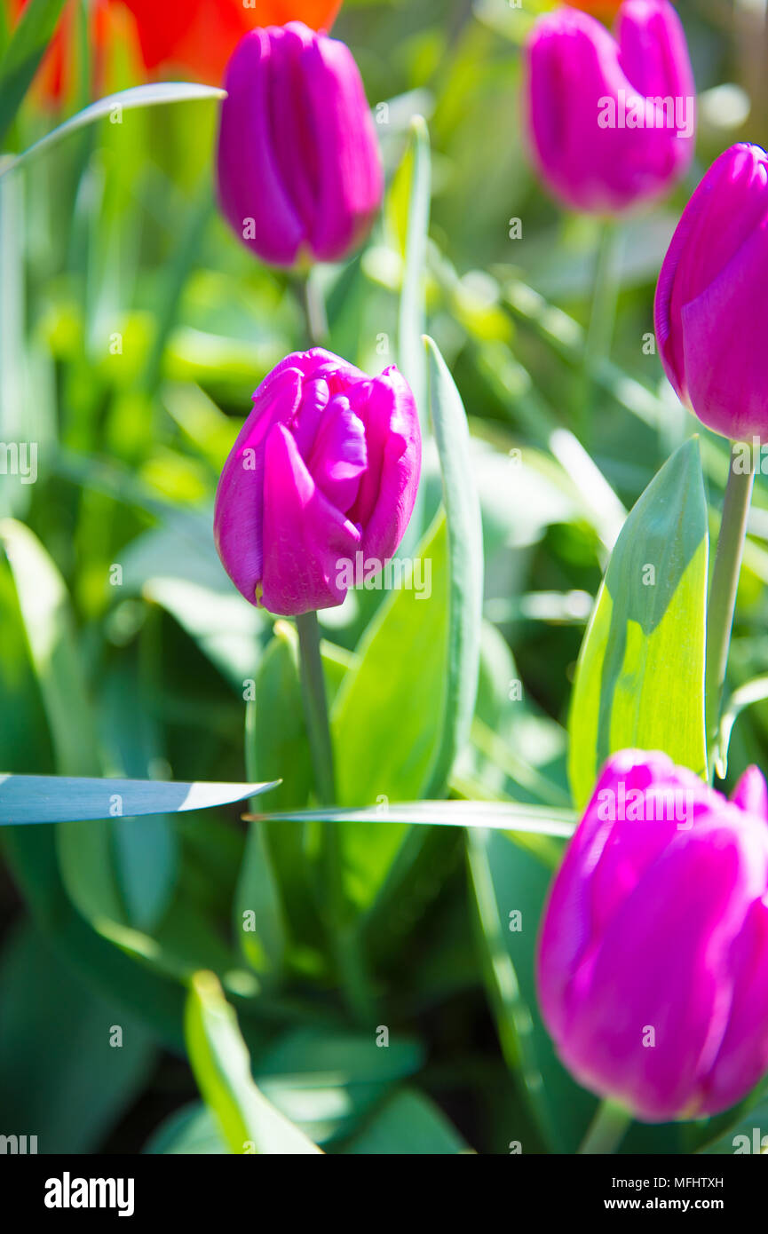 Violet tulips in the Keukenhof park in Netherlands Stock Photo - Alamy